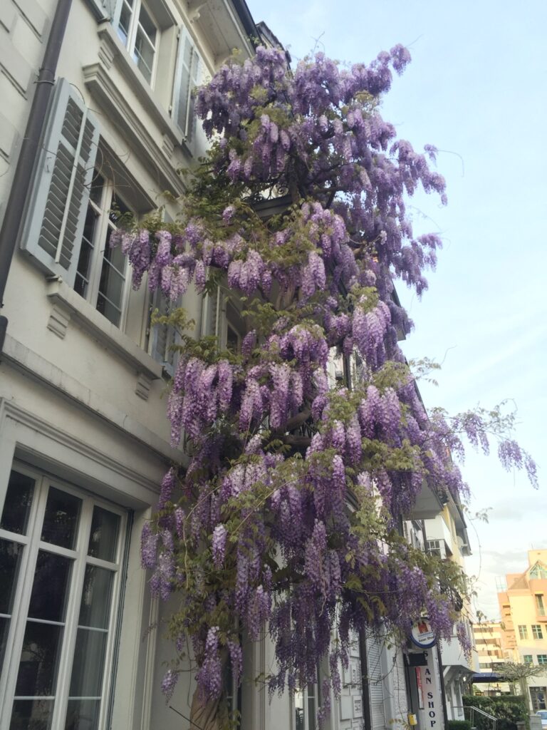 Blühende Glyzinie in Rapperswil